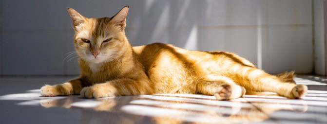 animaux-solidaires-chaleur-zooplus