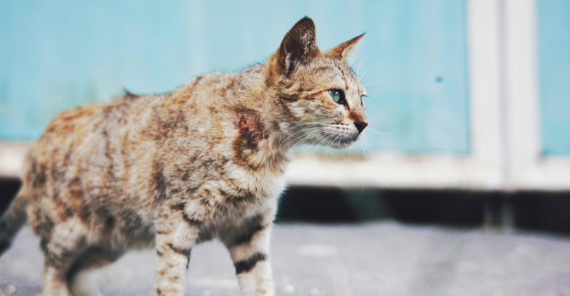 chat blessé que faire