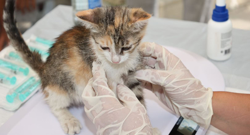 chat blessé que faire