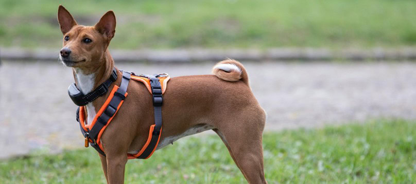collier GPS chien