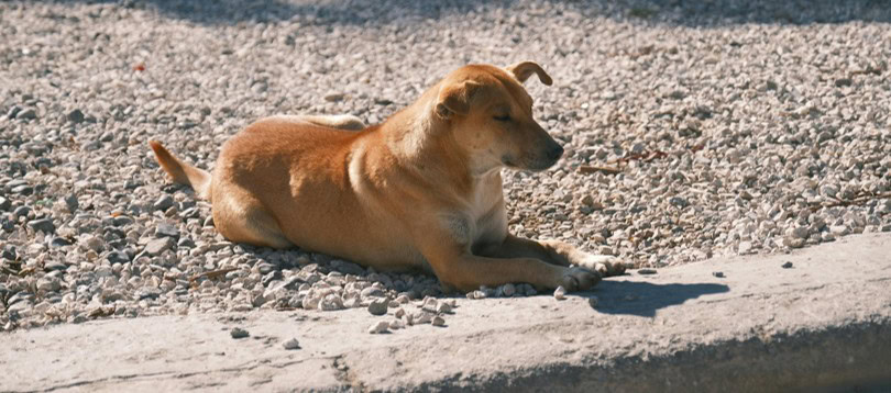 chien perdu