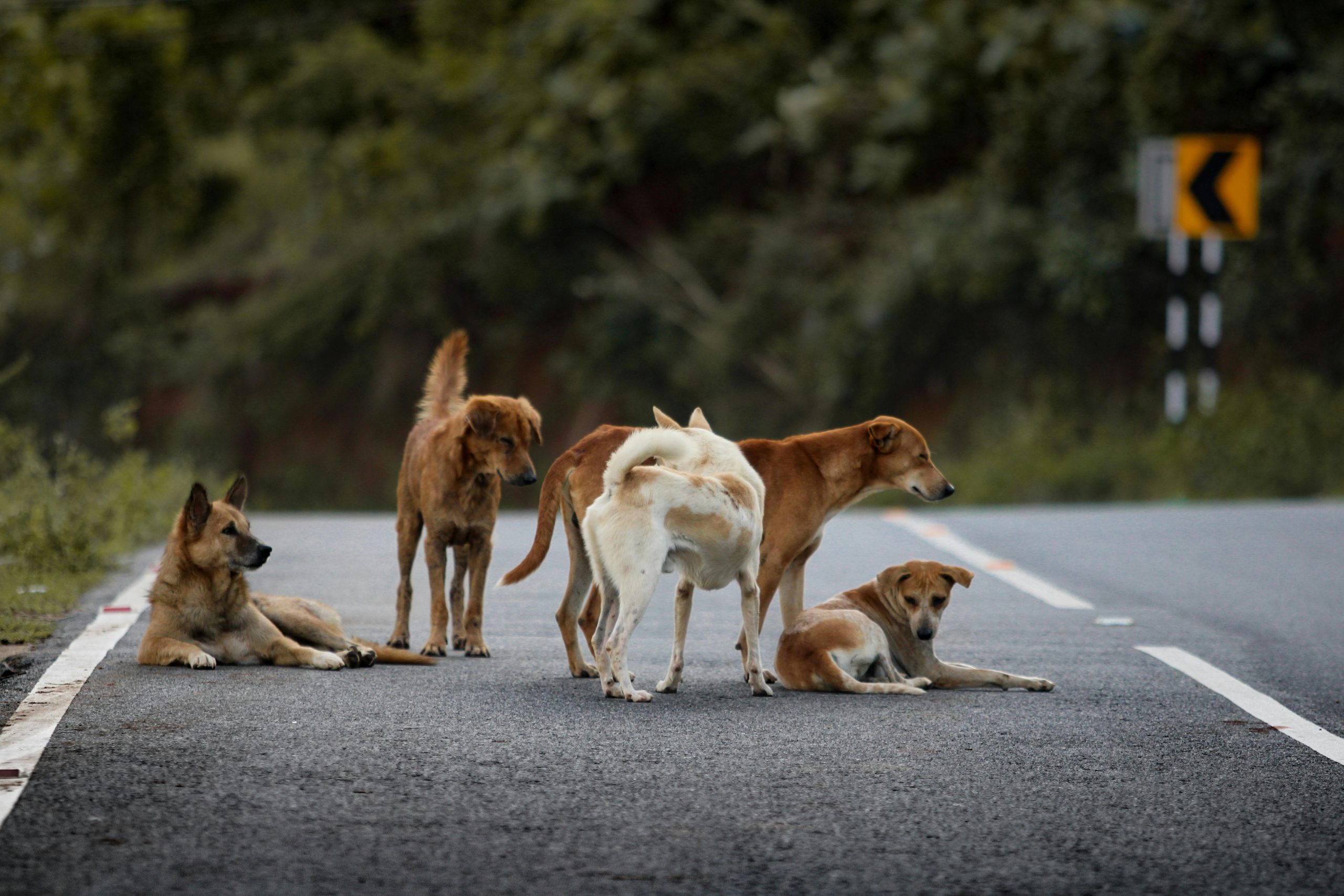 animal blessé sur la route premiers secours