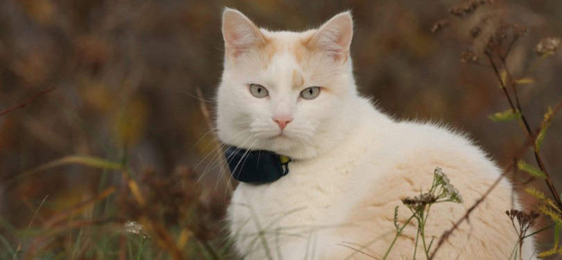 collier-chat-gps